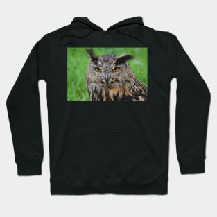 european eagle owl Hoodie